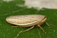 Athysanus argentarius