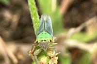 Cicadella viridis