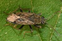 Peritrechus gracilicornis