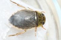 Ilyocoris cimicoides