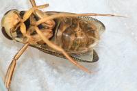 Corixa punctata