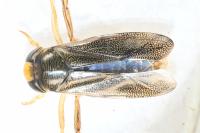 Corixa punctata