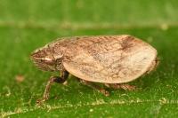 Lepyronia coleoptrata