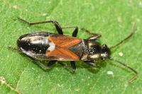 Pterotmetus staphyliniformis