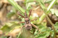 Rhynocoris erythropus