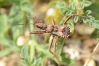 Rhynocoris erythropus