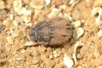 Odontoscelis lineola