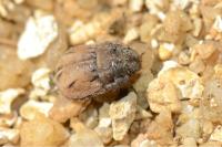 Odontoscelis lineola