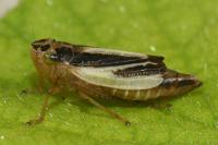 Evacanthus interruptus