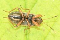 Trapezonotus ullrichi