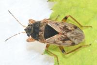 Trapezonotus ullrichi