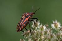 Graphosoma italicum