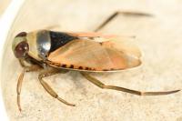 Notonecta glauca