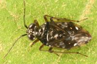 Chartoscirta cincta