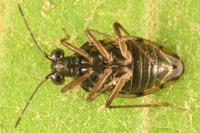 Chartoscirta cincta