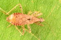 Himacerus mirmicoides