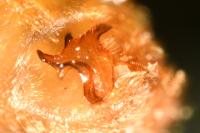 Himacerus mirmicoides