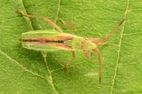 Myrmus miriformis