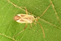 Adelphocoris lineolatus