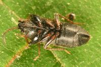 Megalonotus sabulicola