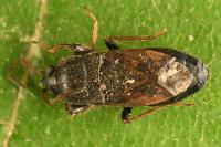 Megalonotus sabulicola