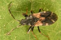 Taphropeltus contractus