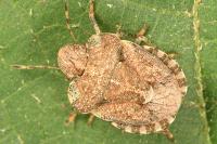 Dyroderes umbraculatus