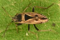 Xanthochilus quadratus
