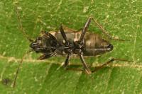 Xanthochilus quadratus