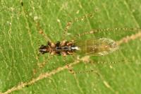 Gampsocoris punctipes