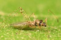 Gampsocoris punctipes