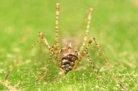 Gampsocoris punctipes