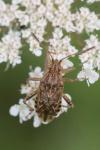 Stictopleurus