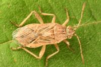Stictopleurus abutilon