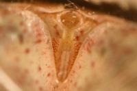 Stictopleurus abutilon