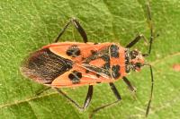 Corizus hyoscyami