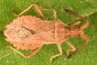 Coriomeris denticulatus