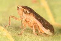 Philaenus spumarius