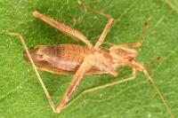 Phytocoris austriacus