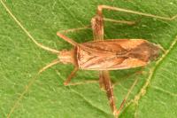 Phytocoris austriacus