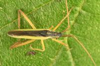 Notostira elongata