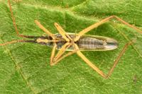 Notostira elongata