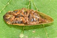 Aphrophora pectoralis