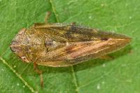 Aphrophora pectoralis