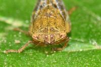 Aphrophora pectoralis