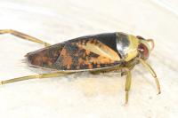 Notonecta glauca