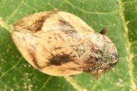 Lepyronia coleoptrata