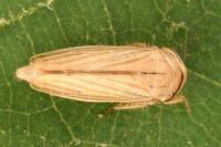 Athysanus argentarius