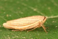 Athysanus argentarius