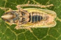 Arthaldeus striifrons